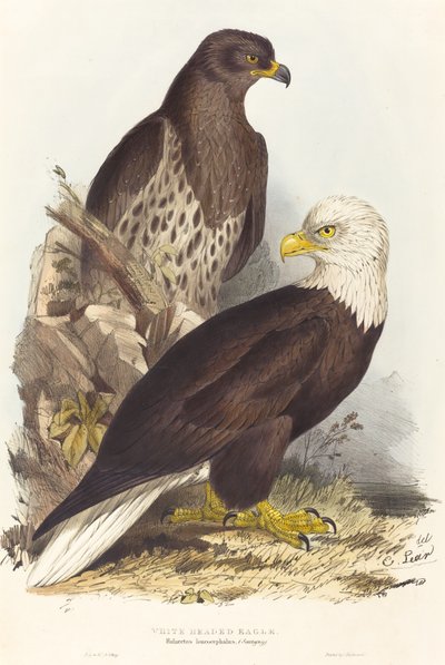 White Headed Eagle Haliaetus leucocephalus by Edward Lear