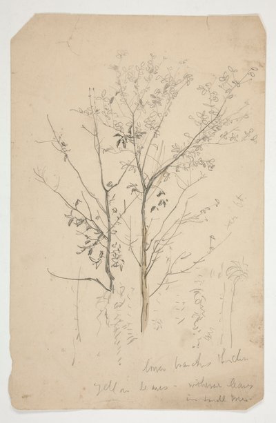 Sketch of Two Trees by Edwin Austin Abbey