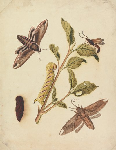 Privet Hawk Moths and Callajoppa Exaltatoria by Eleazar Albin