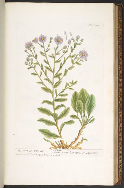 Plate 109, from 