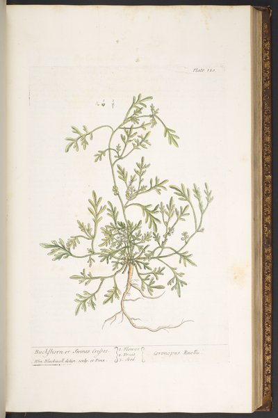 Plate 120, from 