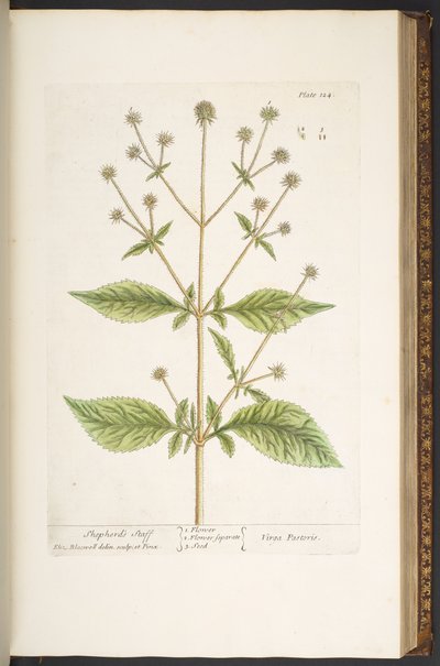 Plate 124, from 