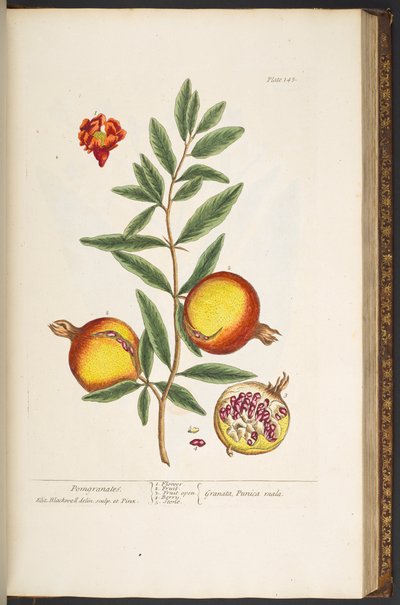 Plate 145, from 