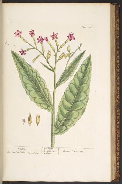 Plate 146, Tobacco, from 