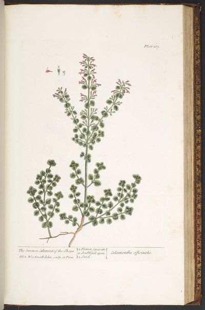 Plate 167, from 