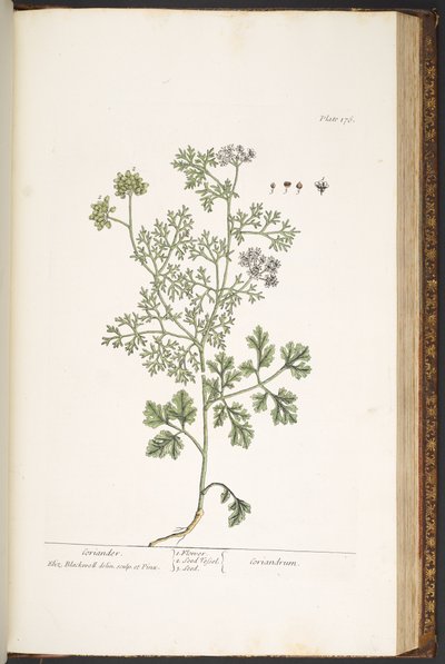 Plate 176, from 