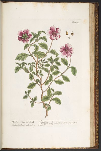 Plate 197, from 