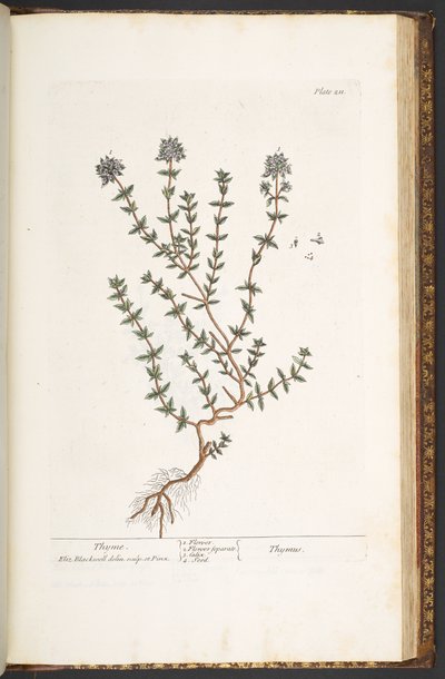 Plate 211, Thyme, from 