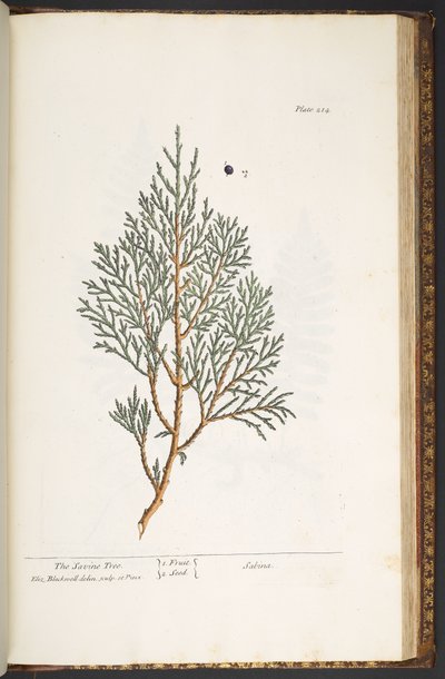 Plate 214, from 