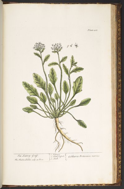 Plate 218, from 