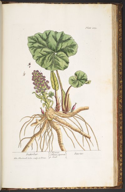 Plate 222, from 