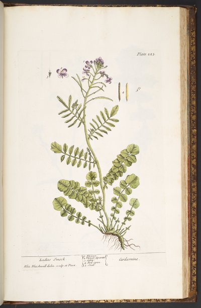 Plate 223, from 