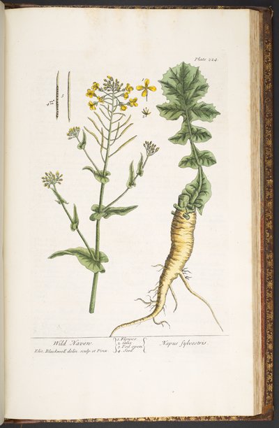 Plate 224, from 