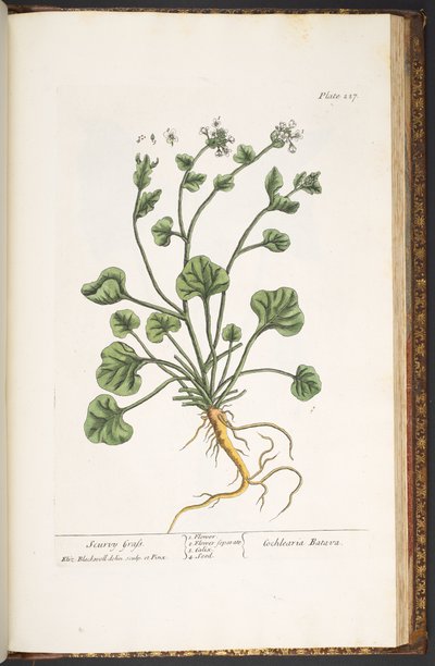 Plate 227, from 