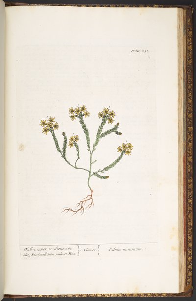 Plate 232, from 