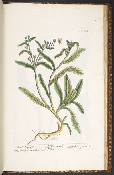 Plate 234, from 