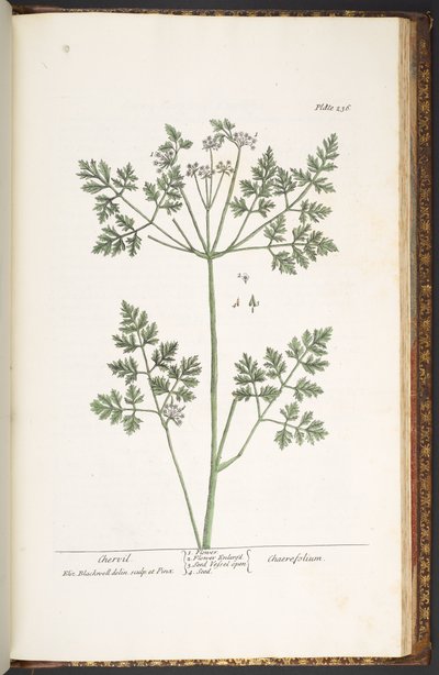 Plate 236, Chervil, from 