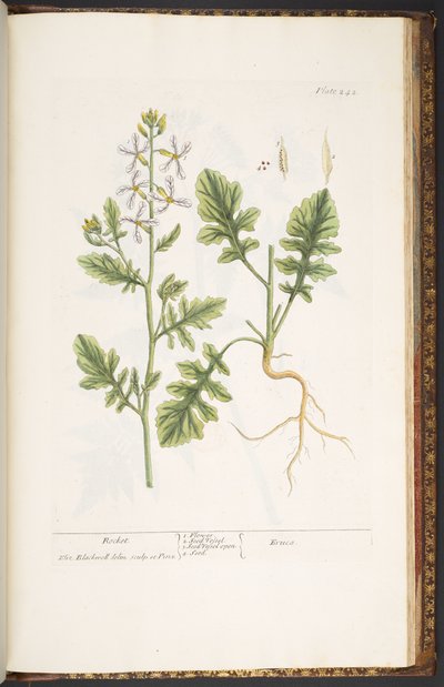 Plate 242, from 