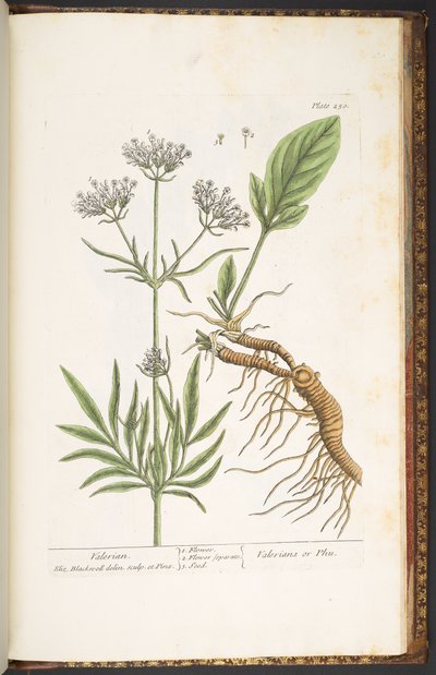 Plate 250, Valerian, from 