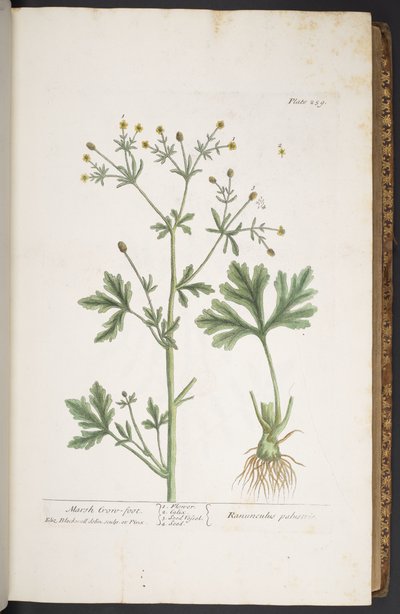 Plate 259, from 