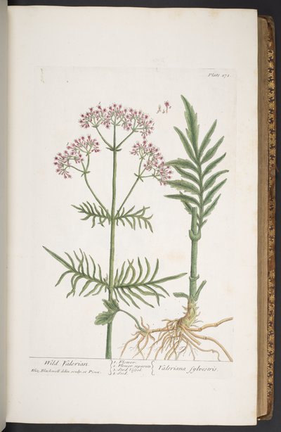 Plate 271, from 