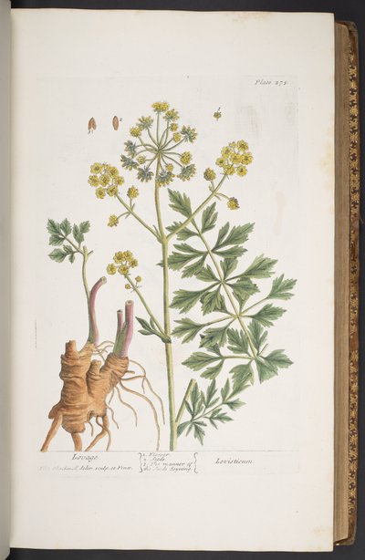 Plate 275, from 