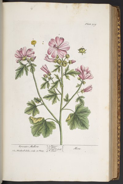 Plate 309, from 