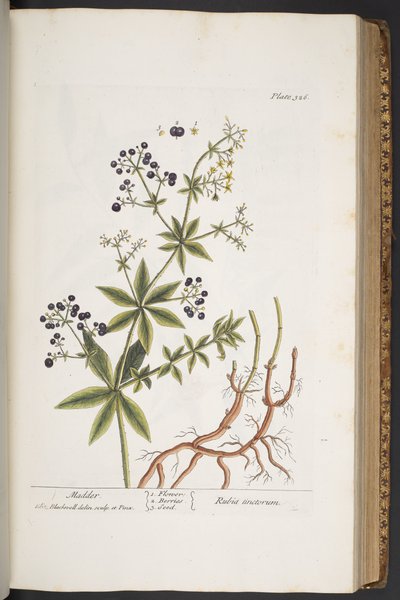 Plate 326, from 