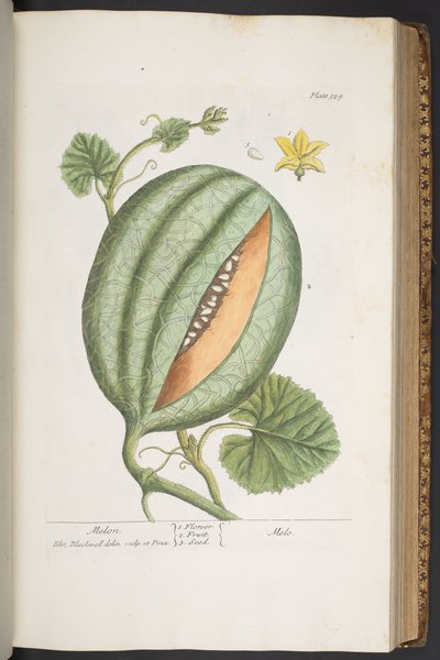 Plate 329, from 