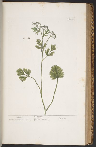 Plate 374, from 