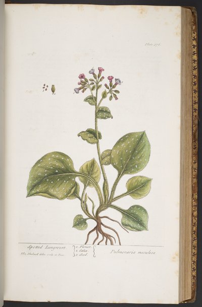 Plate 376, from 