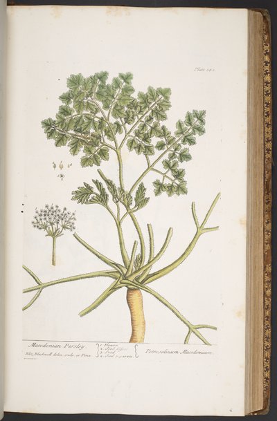 Plate 382, from 