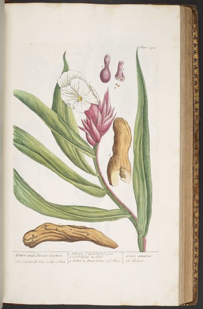 Plate 394, from 