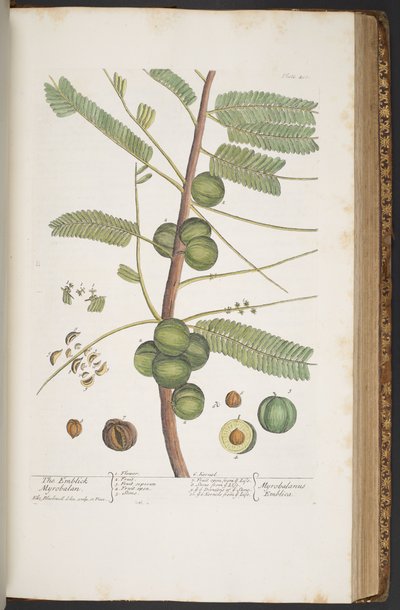Plate 400, from 