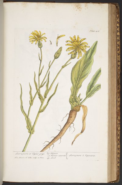 Plate 406, from A Curious Herbal by Elizabeth Blackwell