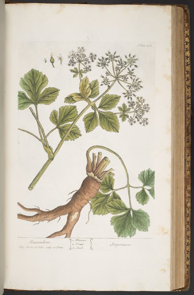 Plate 408, Alexanders, from 