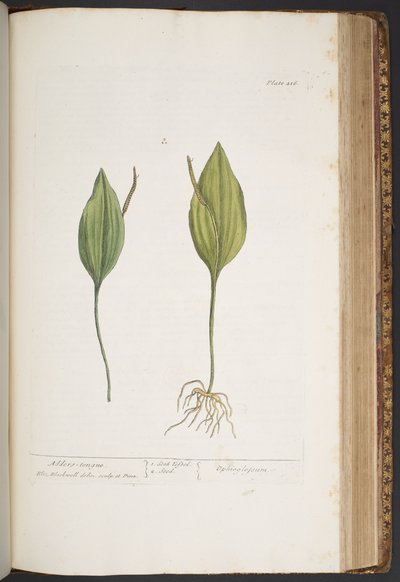 Plate 416, from 