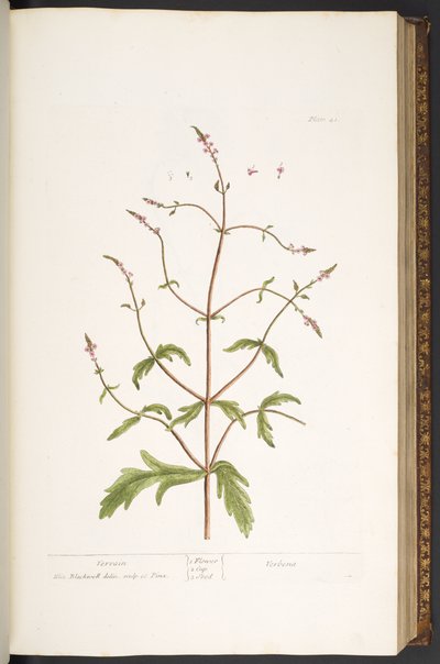 Plate 41, Vervain, from 