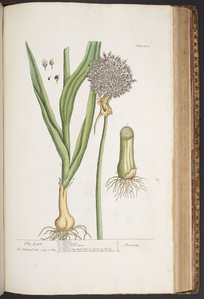 Plate 421, from 