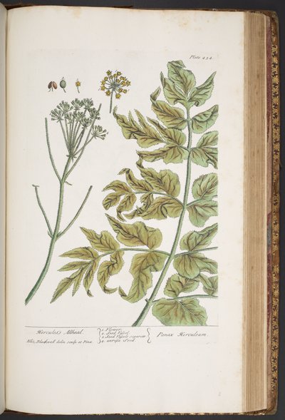 Plate 434, from 