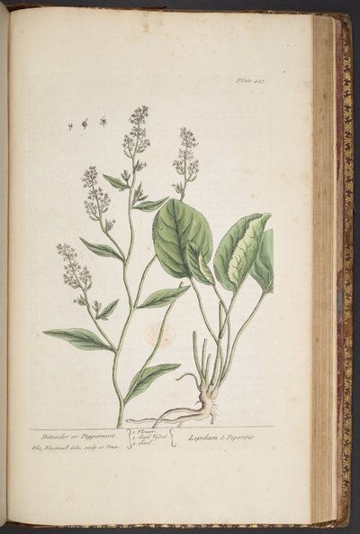 Plate 448, from 