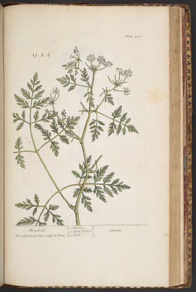 Plate 451, from 