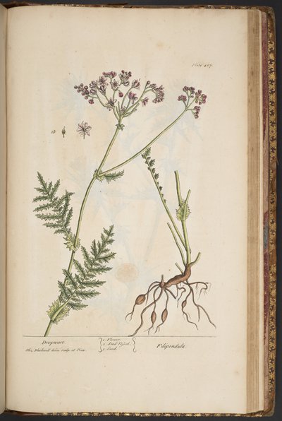 Plate 467, from 