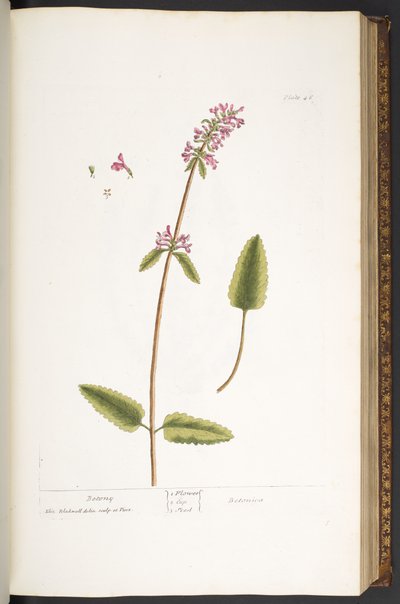 Plate 46, Betony, from 