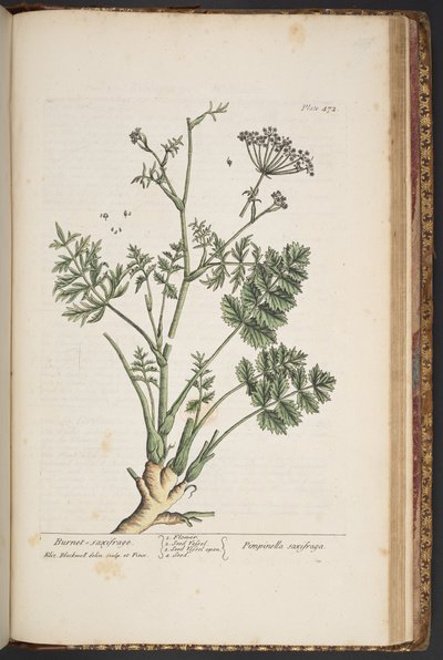 Plate 472, from A Curious Herbal by Elizabeth Blackwell