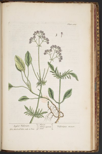 Plate 484, from 