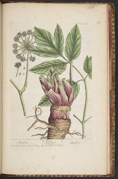 Plate 495, from A Curious Herbal by Elizabeth Blackwell