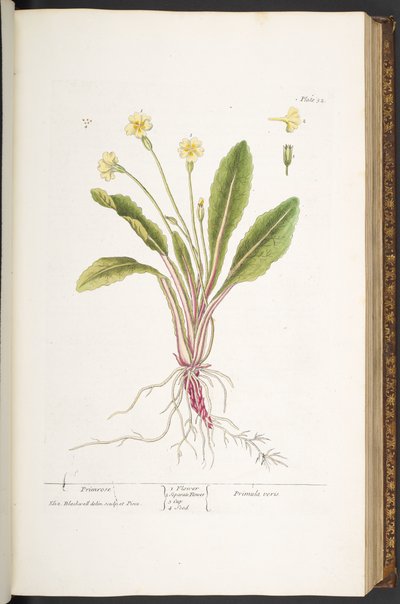 Plate 52, Primrose, from 