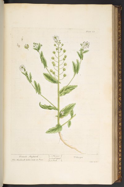 Plate 68, from 