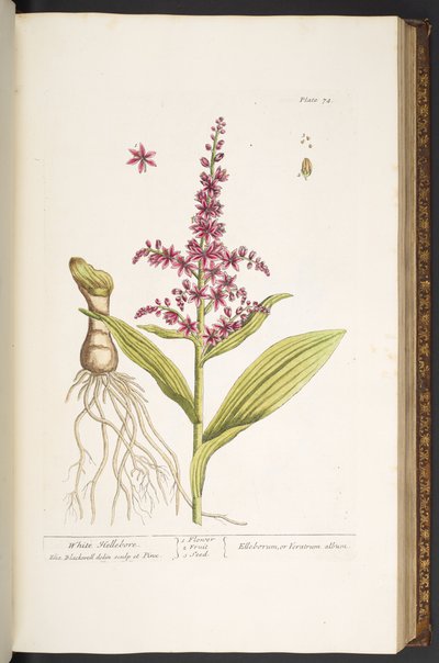 Plate 74, from 